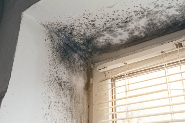 Affordable Mold Remediation solutions in East Rutherford, NJ